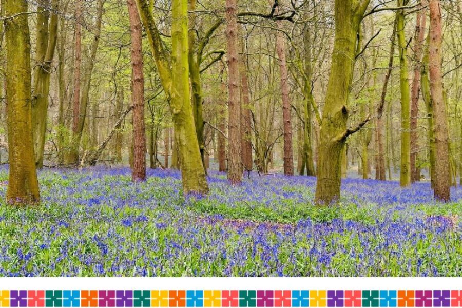 Bluebells in a wood